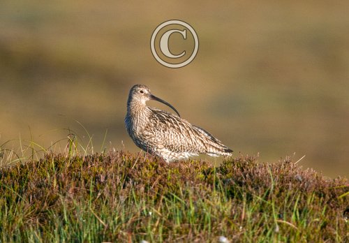 Common Curlew DM1062